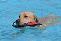 Hundeschwimmen / Bild 124 von 187 / 11.09.2016 12:43 / DSC_9758.JPG