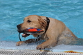 Hundeschwimmen / Bild 125 von 187 / 11.09.2016 12:43 / DSC_9760.JPG