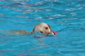Hundeschwimmen / Bild 126 von 187 / 11.09.2016 12:44 / DSC_9769.JPG