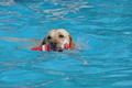 Hundeschwimmen / Bild 127 von 187 / 11.09.2016 12:44 / DSC_9770.JPG