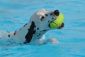 Hundeschwimmen / Bild 128 von 187 / 11.09.2016 12:44 / DSC_9778.JPG