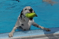 Hundeschwimmen / Bild 130 von 187 / 11.09.2016 12:44 / DSC_9785.JPG