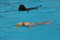 Hundeschwimmen / Bild 131 von 187 / 11.09.2016 12:44 / DSC_9788.JPG