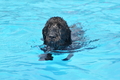 Hundeschwimmen / Bild 132 von 187 / 11.09.2016 12:44 / DSC_9791.JPG