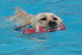 Hundeschwimmen / Bild 135 von 187 / 11.09.2016 12:45 / DSC_9825.JPG