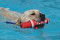 Hundeschwimmen / Bild 136 von 187 / 11.09.2016 12:45 / DSC_9827.JPG