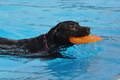 Hundeschwimmen / Bild 137 von 187 / 11.09.2016 12:45 / DSC_9833.JPG