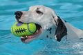Hundeschwimmen / Bild 138 von 187 / 11.09.2016 12:45 / DSC_9843.JPG