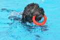 Hundeschwimmen / Bild 139 von 187 / 11.09.2016 12:45 / DSC_9849.JPG