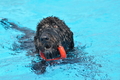 Hundeschwimmen / Bild 140 von 187 / 11.09.2016 12:45 / DSC_9851.JPG
