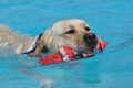 Hundeschwimmen / Bild 142 von 187 / 11.09.2016 12:46 / DSC_9859.JPG