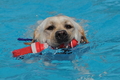 Hundeschwimmen / Bild 145 von 187 / 11.09.2016 12:47 / DSC_9876.JPG