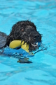 Hundeschwimmen / Bild 146 von 187 / 11.09.2016 12:48 / DSC_9891.JPG