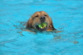 Hundeschwimmen / Bild 147 von 187 / 11.09.2016 12:49 / DSC_9894.JPG