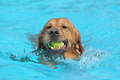 Hundeschwimmen / Bild 148 von 187 / 11.09.2016 12:49 / DSC_9904.JPG