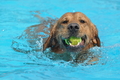 Hundeschwimmen / Bild 149 von 187 / 11.09.2016 12:49 / DSC_9906.JPG