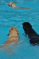 Hundeschwimmen / Bild 150 von 187 / 11.09.2016 12:49 / DSC_9908.JPG