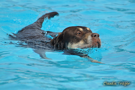 Hundeschwimmen / Bild 152 von 187 / 11.09.2016 12:50 / DSC_9938.JPG