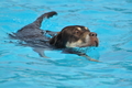 Hundeschwimmen / Bild 152 von 187 / 11.09.2016 12:50 / DSC_9938.JPG