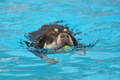 Hundeschwimmen / Bild 153 von 187 / 11.09.2016 12:51 / DSC_9952.JPG
