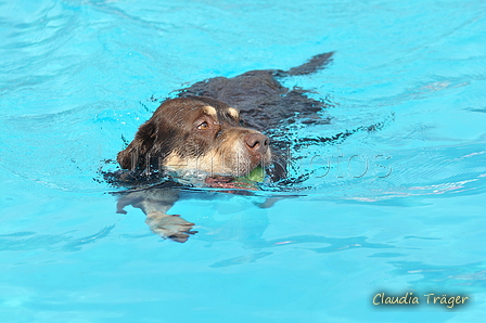 Hundeschwimmen / Bild 154 von 187 / 11.09.2016 12:51 / DSC_9960.JPG