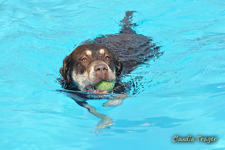 Hundeschwimmen / Bild 155 von 187 / 11.09.2016 12:51 / DSC_9961.JPG