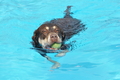 Hundeschwimmen / Bild 155 von 187 / 11.09.2016 12:51 / DSC_9961.JPG