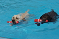Hundeschwimmen / Bild 156 von 187 / 11.09.2016 12:53 / DSC_9982.JPG