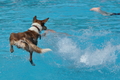Hundeschwimmen / Bild 157 von 187 / 11.09.2016 12:55 / DSC_9986.JPG