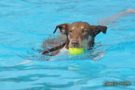 Hundeschwimmen / Bild 158 von 187 / 11.09.2016 12:55 / DSC_9989.JPG