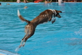 Hundeschwimmen / Bild 159 von 187 / 11.09.2016 12:57 / DSC_9993.JPG
