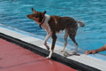 Hundeschwimmen / Bild 160 von 187 / 11.09.2016 12:57 / DSC_9995.JPG