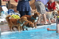 Hundeschwimmen / Bild 162 von 187 / 11.09.2016 13:00 / DSC_0013.JPG