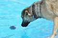 Hundeschwimmen / Bild 163 von 187 / 11.09.2016 13:01 / DSC_0028.JPG
