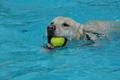 Hundeschwimmen / Bild 165 von 187 / 11.09.2016 13:03 / DSC_0044.JPG