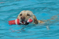 Hundeschwimmen / Bild 166 von 187 / 11.09.2016 13:03 / DSC_0046.JPG