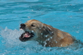Hundeschwimmen / Bild 169 von 187 / 11.09.2016 13:06 / DSC_0066.JPG