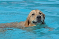 Hundeschwimmen / Bild 170 von 187 / 11.09.2016 13:06 / DSC_0080.JPG