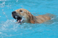 Hundeschwimmen / Bild 171 von 187 / 11.09.2016 13:06 / DSC_0093.JPG