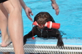 Hundeschwimmen / Bild 172 von 187 / 11.09.2016 13:07 / DSC_0102.JPG