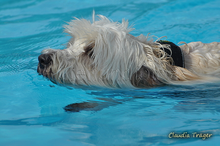 Hundeschwimmen / Bild 173 von 187 / 11.09.2016 13:08 / DSC_0106.JPG