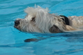 Hundeschwimmen / Bild 173 von 187 / 11.09.2016 13:08 / DSC_0106.JPG