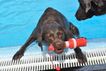Hundeschwimmen / Bild 175 von 187 / 11.09.2016 13:09 / DSC_0128.JPG