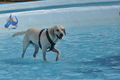 Hundeschwimmen / Bild 176 von 187 / 11.09.2016 13:14 / DSC_0175.JPG