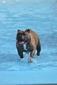 Hundeschwimmen / Bild 179 von 187 / 11.09.2016 13:16 / DSC_0207.JPG