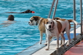 Hundeschwimmen / Bild 187 von 187 / 11.09.2016 13:22 / DSC_0392.JPG