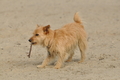 Hundestrand / Bild 1 von 376 / 19.09.2016 15:25 / DSC_7852.JPG