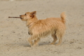 Hundestrand / Bild 2 von 376 / 19.09.2016 15:25 / DSC_7854.JPG