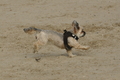 Hundestrand / Bild 3 von 376 / 19.09.2016 15:25 / DSC_7856.JPG