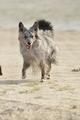 Hundestrand / Bild 4 von 376 / 19.09.2016 15:30 / DSC_7880.JPG